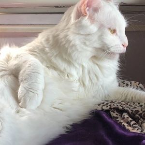 Meet your Posher, Mohammad